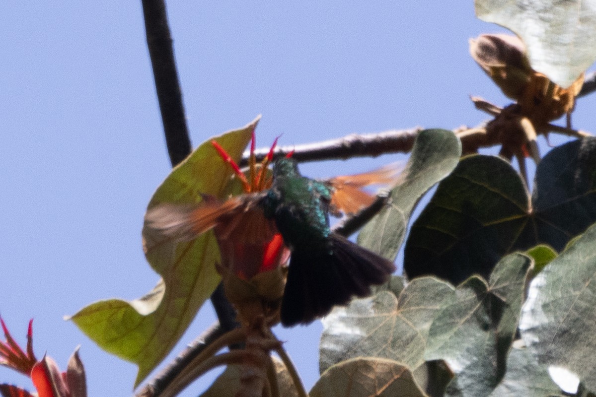 Garnet-throated Hummingbird - ML616156588