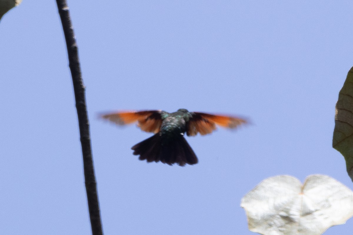 Garnet-throated Hummingbird - ML616156589