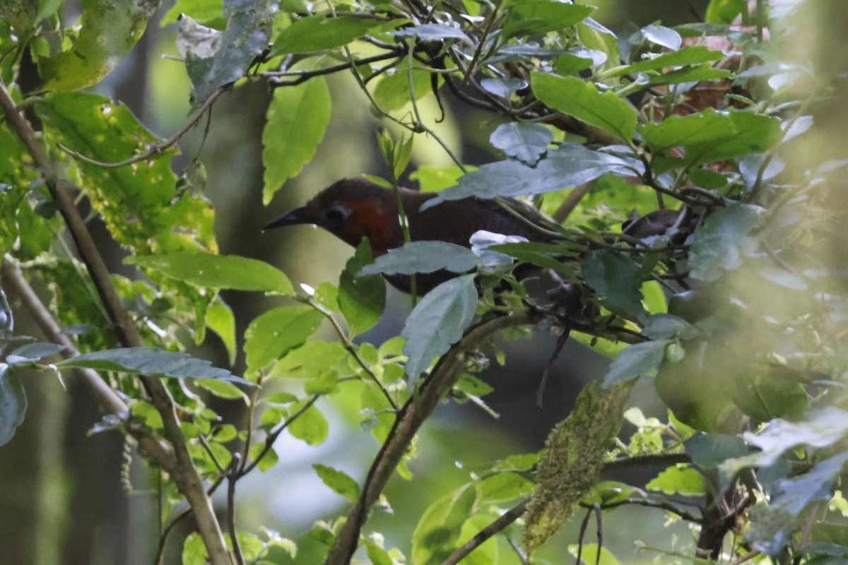 Bare-crowned Antbird - Larry Therrien