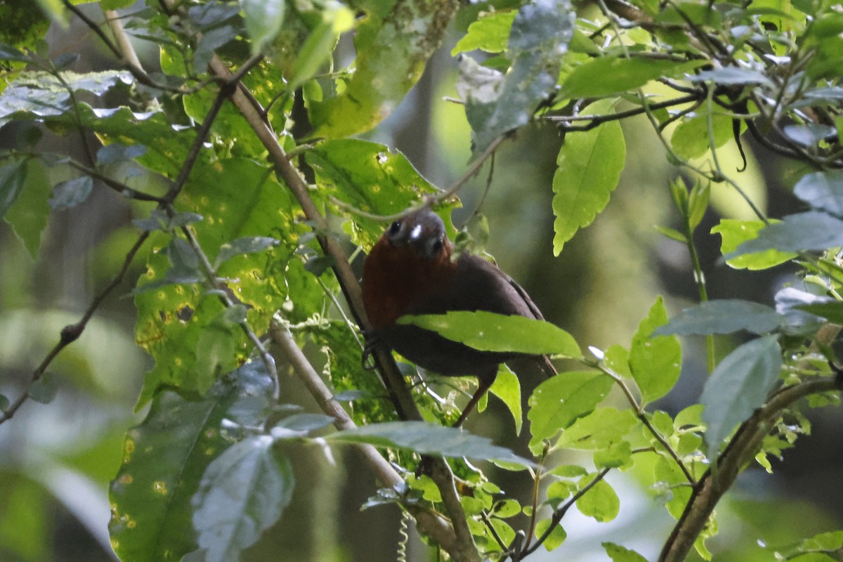 Bare-crowned Antbird - ML616156642