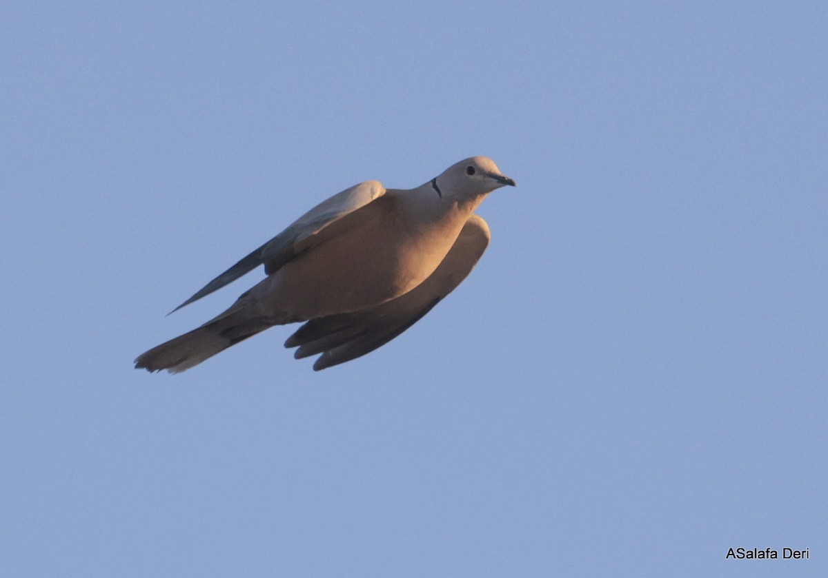 Eurasian Collared-Dove - ML616156643