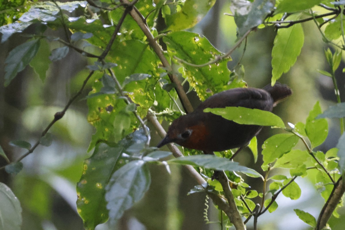 Bare-crowned Antbird - Larry Therrien
