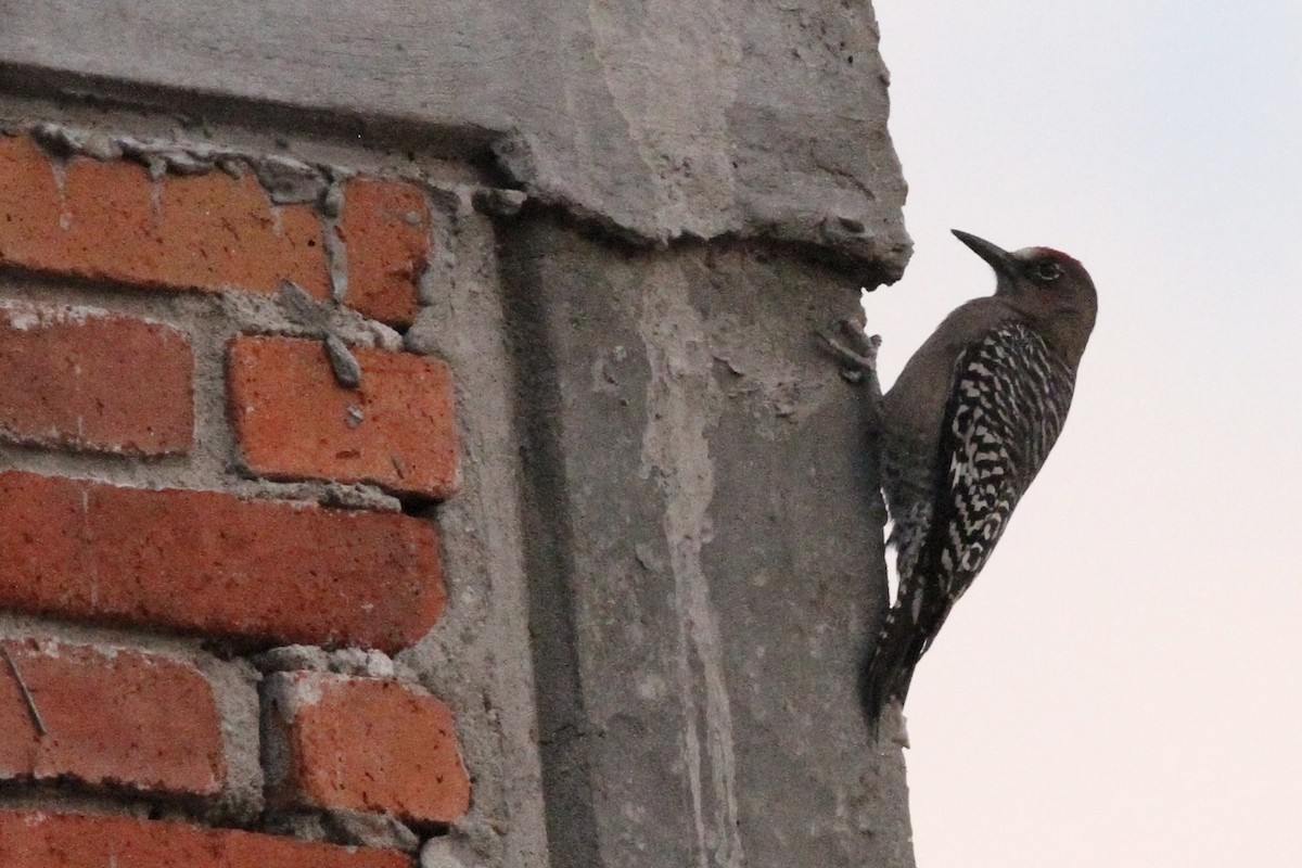 Gray-breasted Woodpecker - ML616156839
