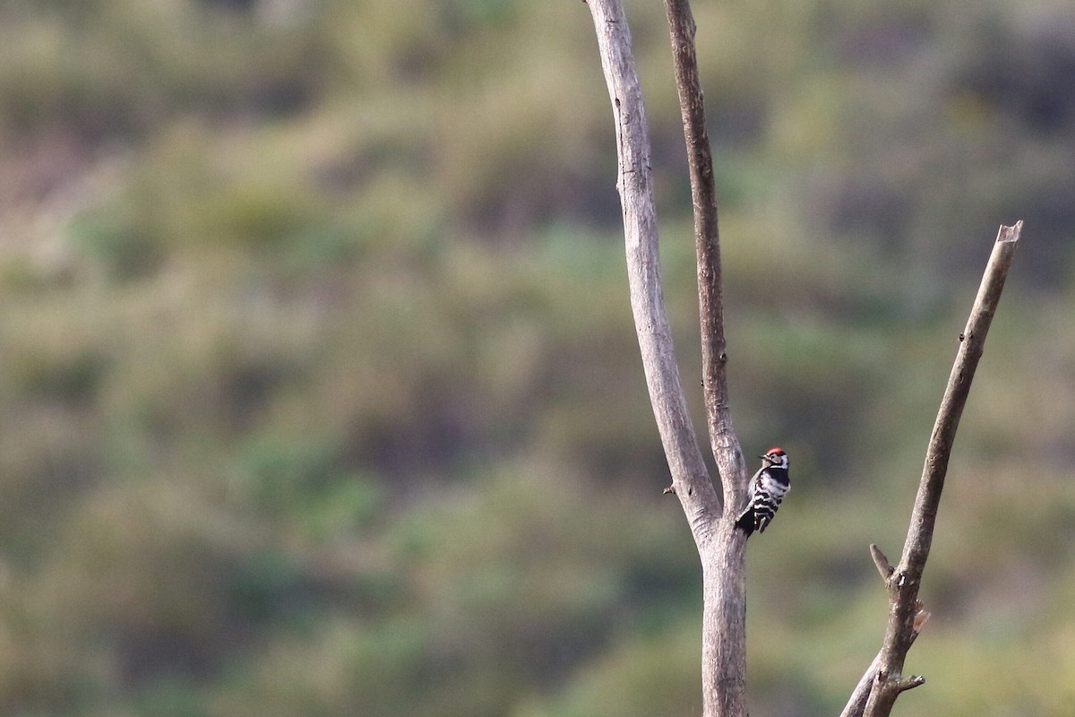 Lesser Spotted Woodpecker - ML616156948