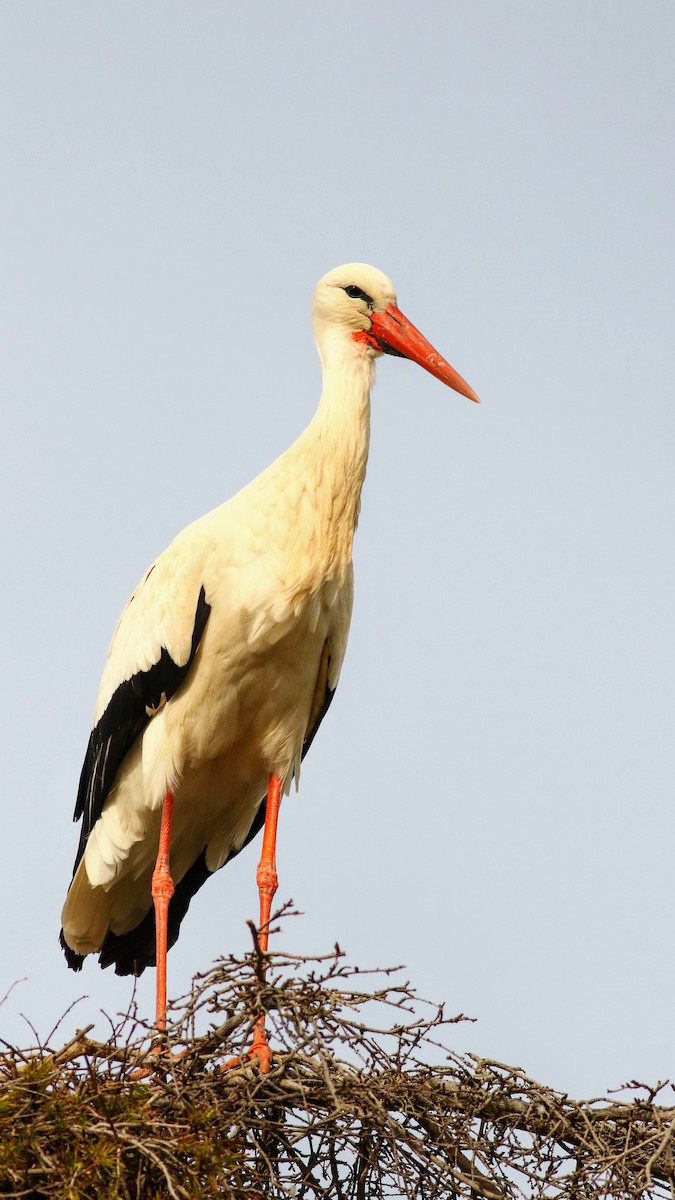 White Stork - ML616156955