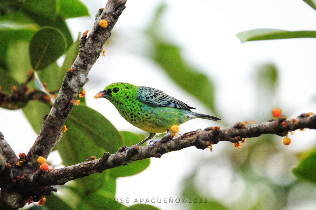 Yellow-bellied Tanager - ML616156993