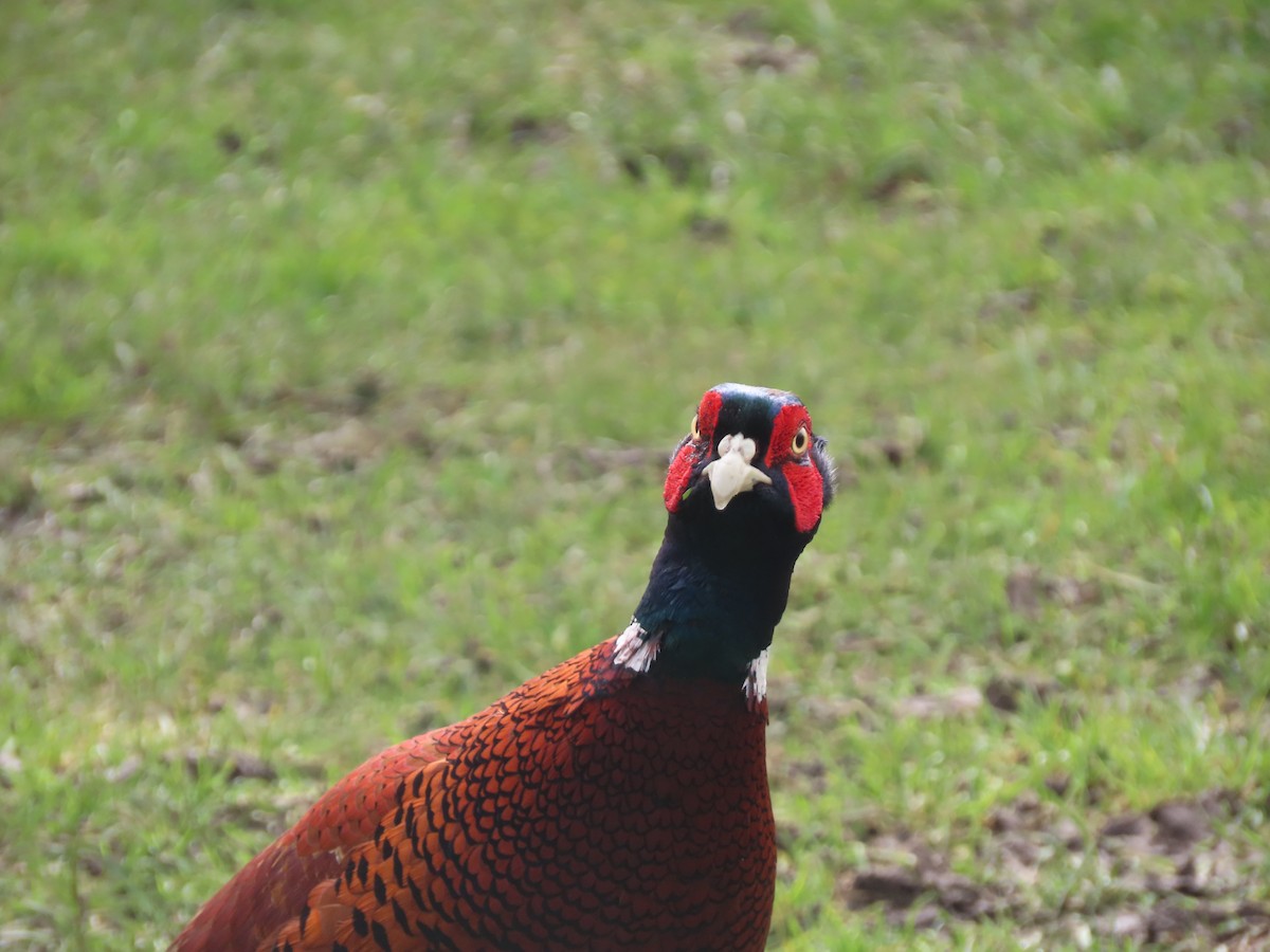 Ring-necked Pheasant - ML616157033
