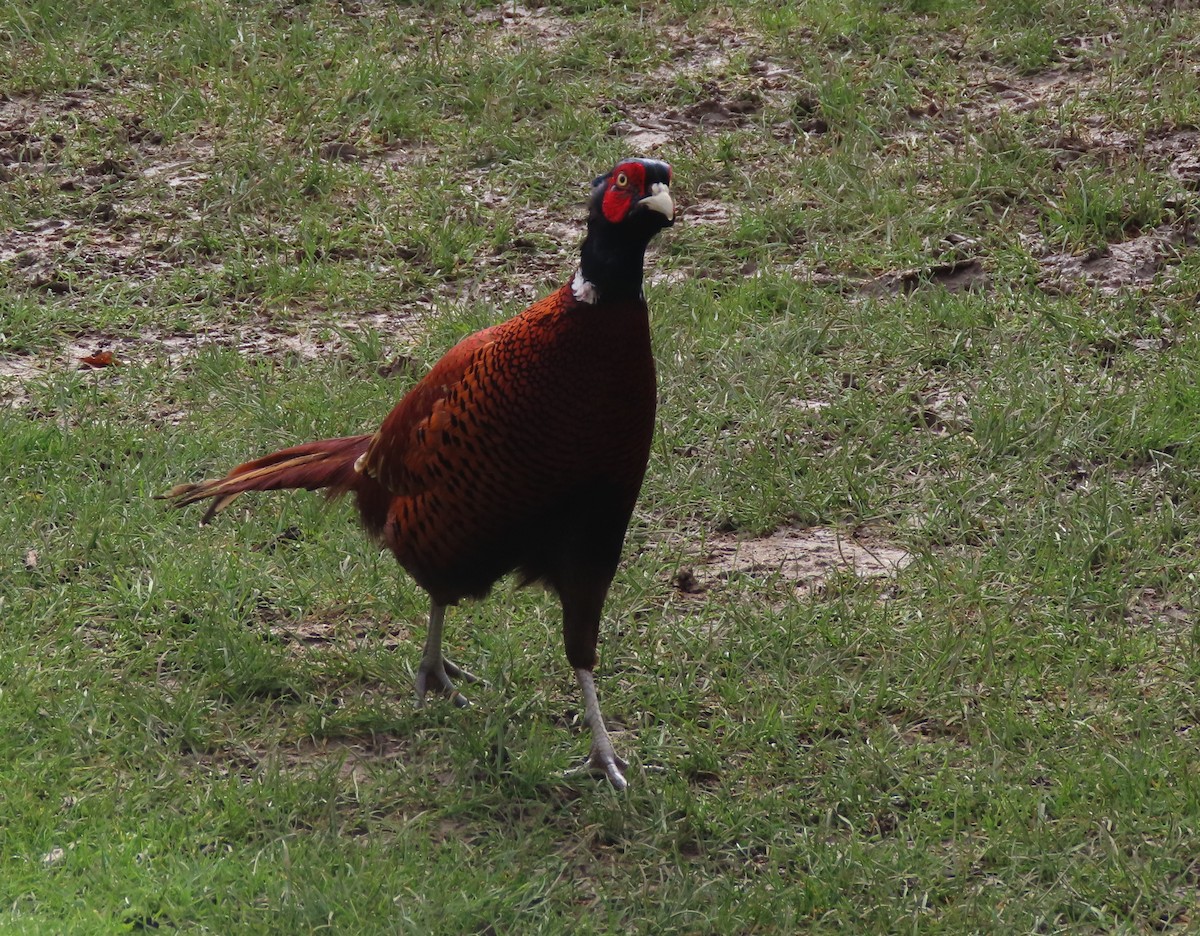 Ring-necked Pheasant - ML616157083