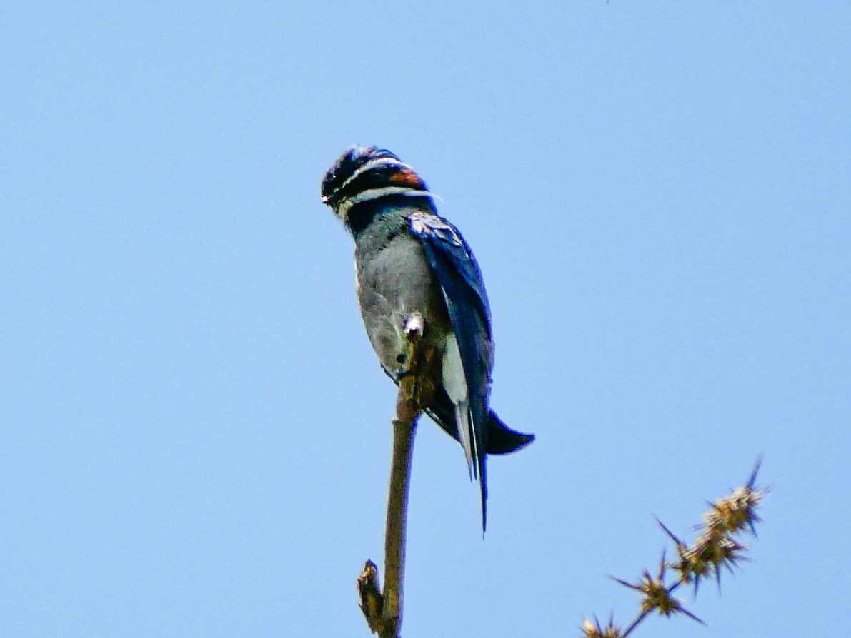 Whiskered Treeswift - Ming T