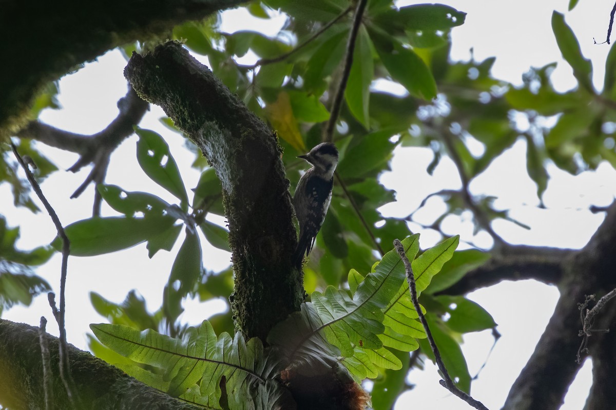 Gray-capped Pygmy Woodpecker - Corné Pieterse