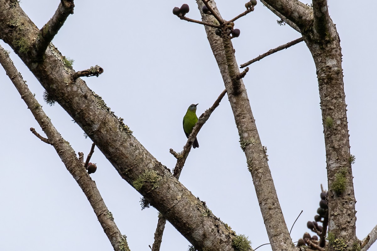 Orange-bellied Leafbird - Corné Pieterse