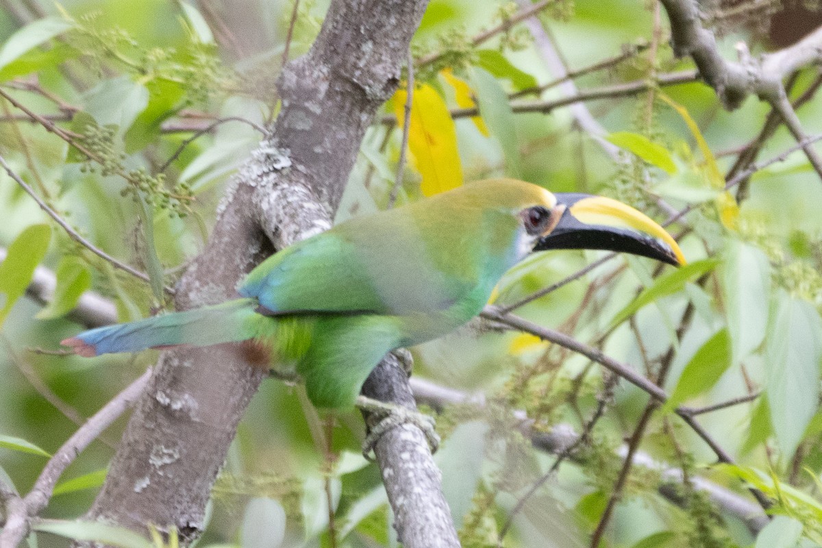Northern Emerald-Toucanet (Wagler's) - ML616157418