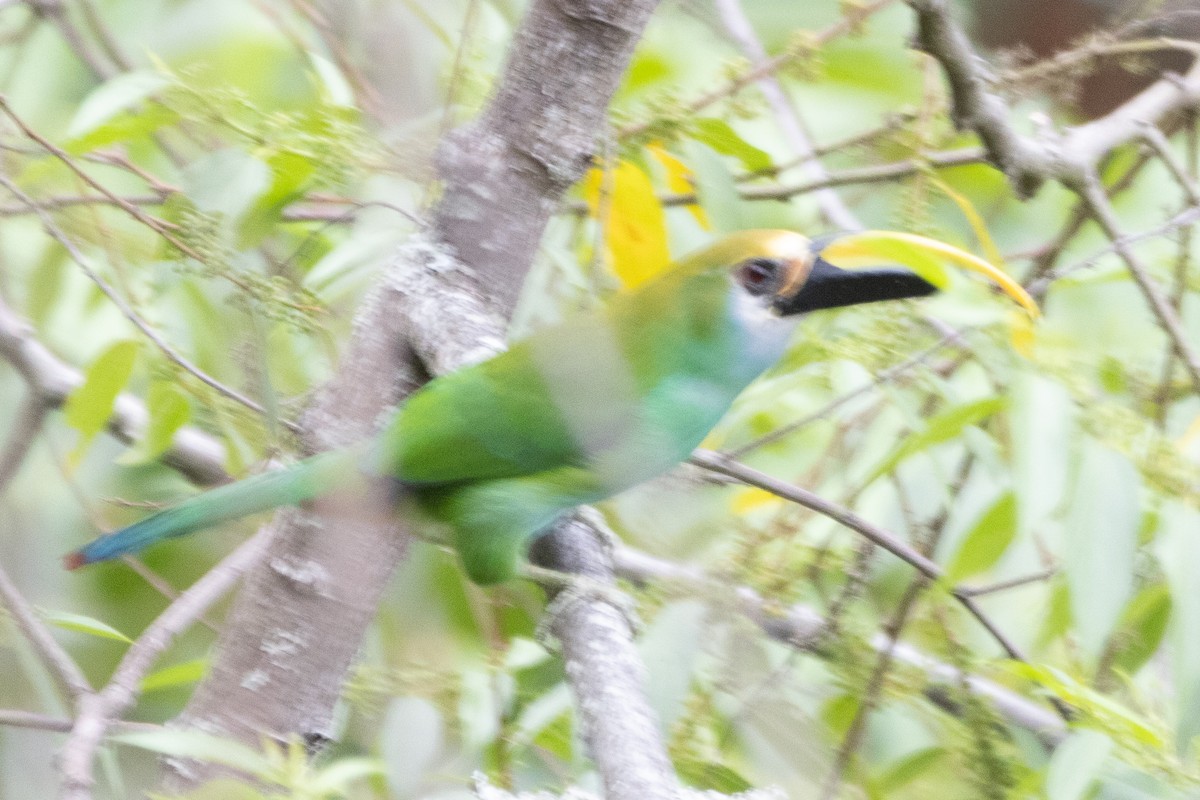 Northern Emerald-Toucanet (Wagler's) - ML616157425