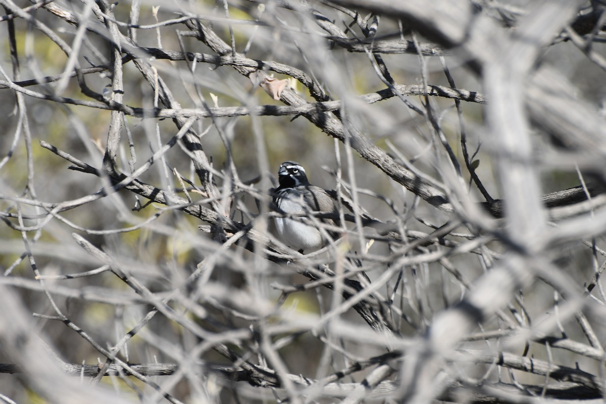 Black-throated Sparrow - ML616157438