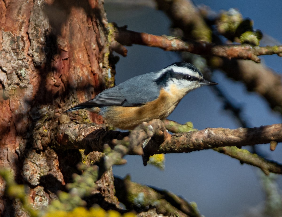 Red-breasted Nuthatch - ML616157598