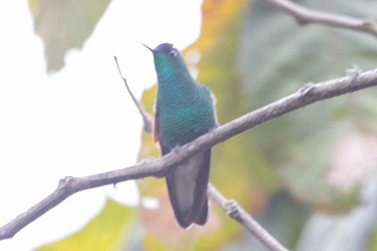 Blue-capped Hummingbird - ML616157737