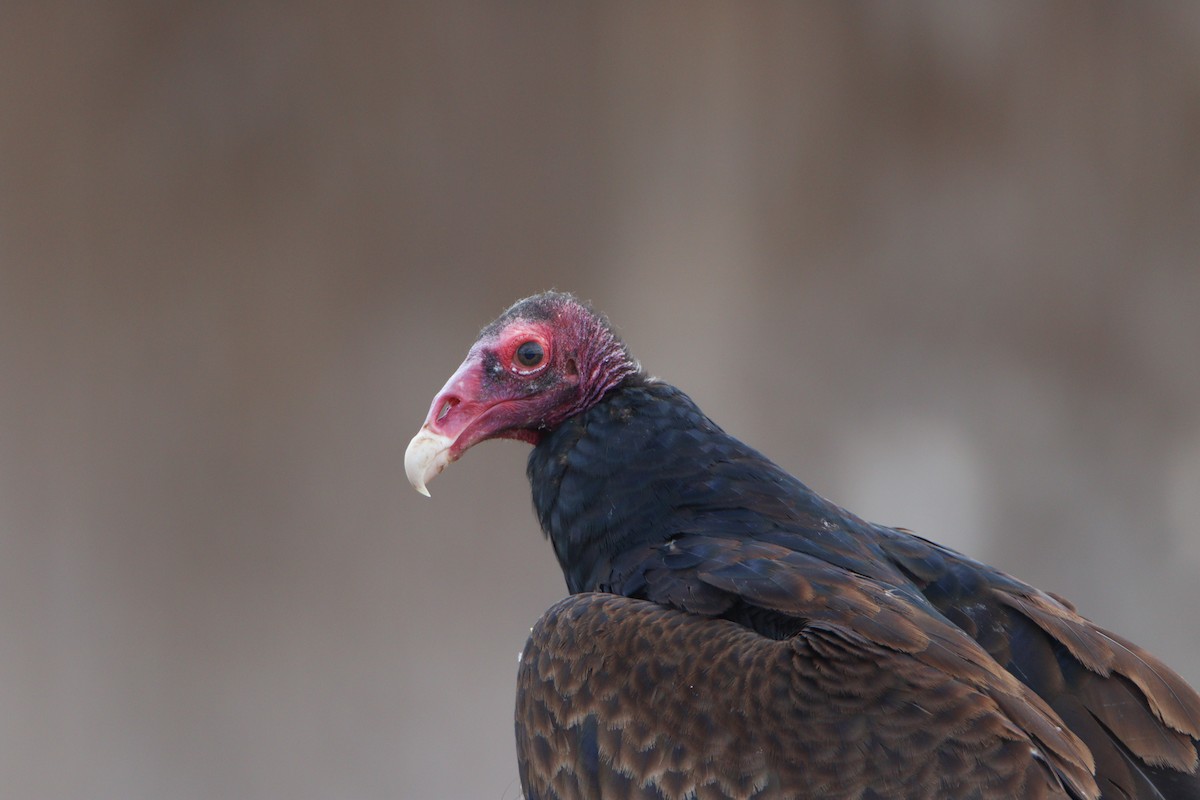 Turkey Vulture - ML616157943