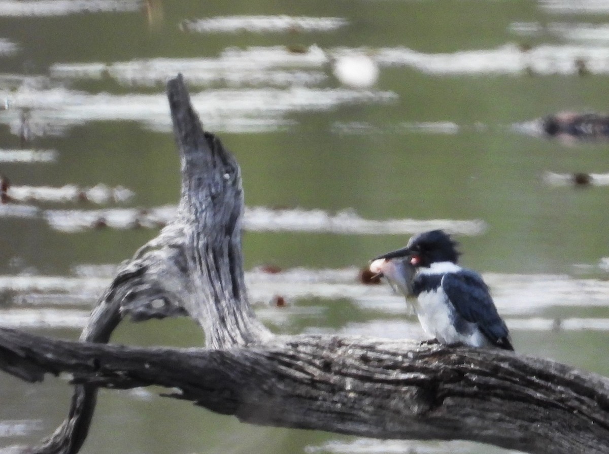 Belted Kingfisher - ML616158005