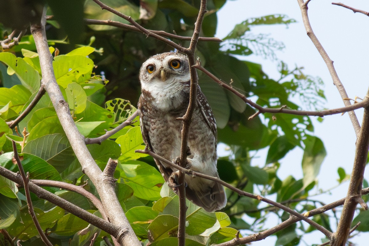 Spotted Owlet - ML616158008