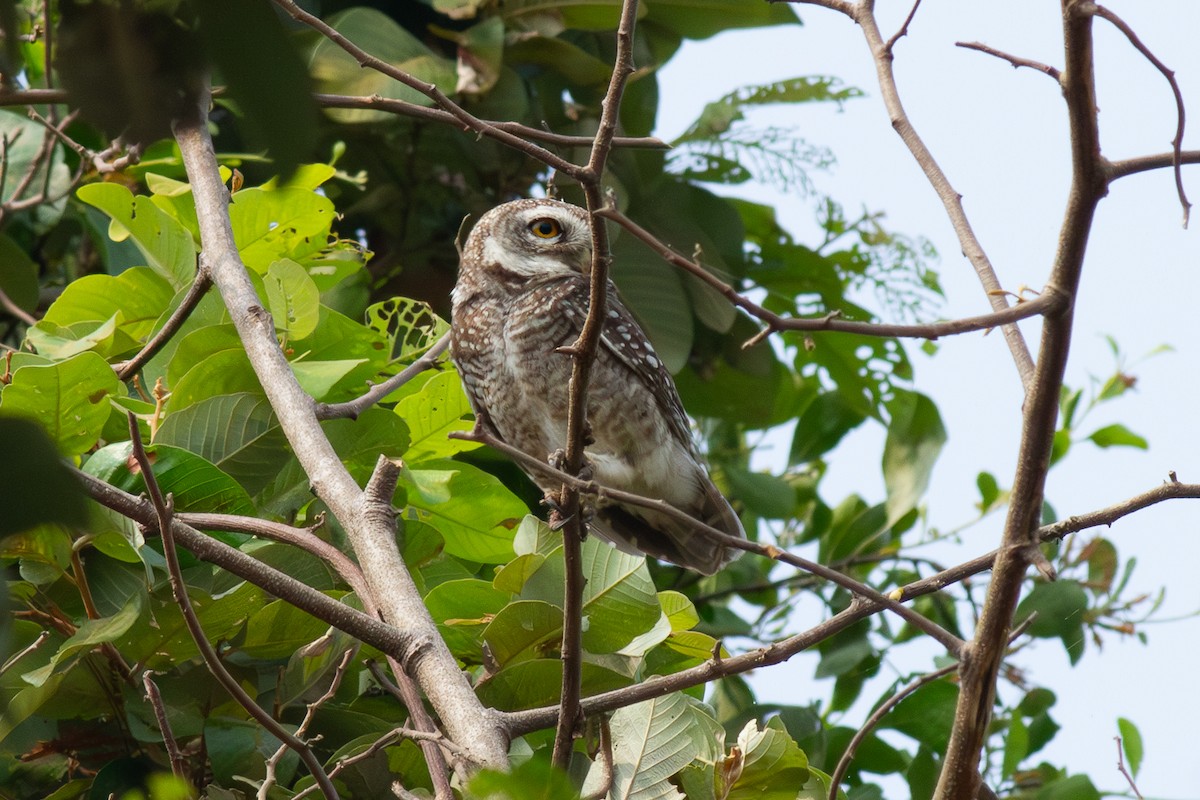 Spotted Owlet - Steven Rodan