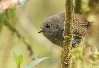  - Tschudi's Tapaculo