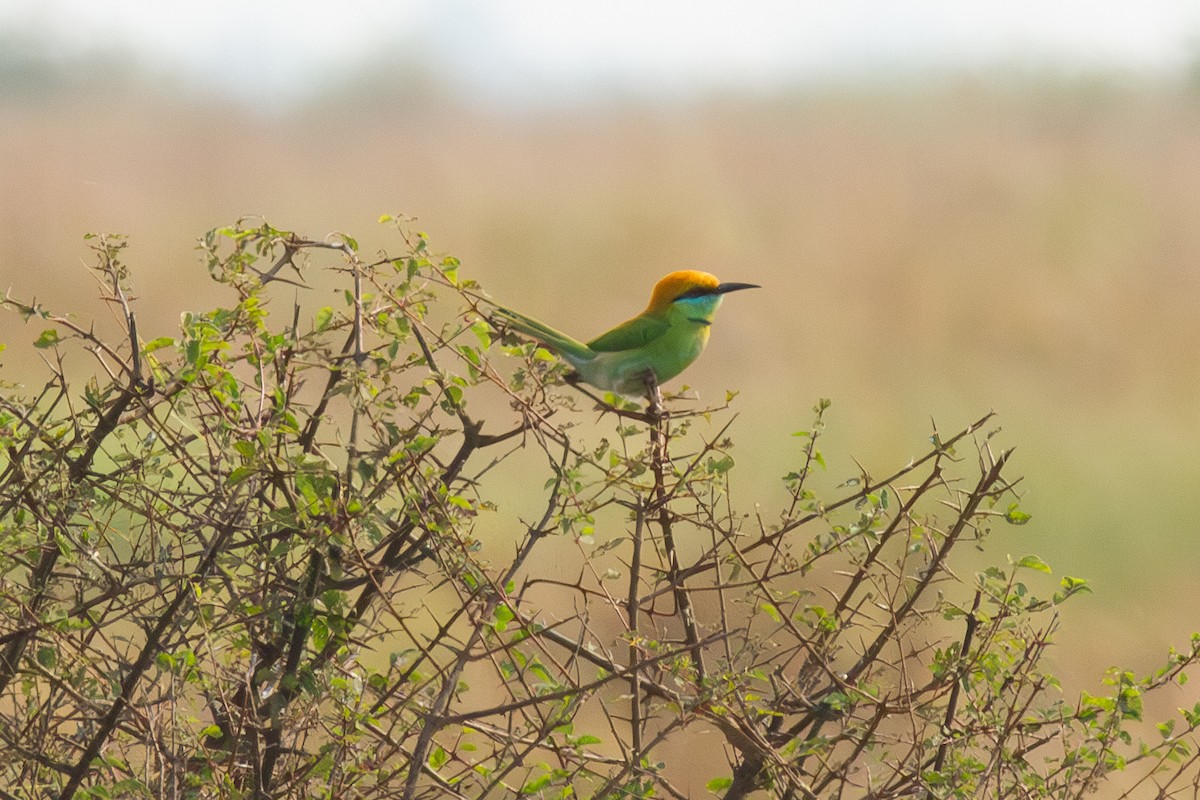 Asian Green Bee-eater - ML616158024