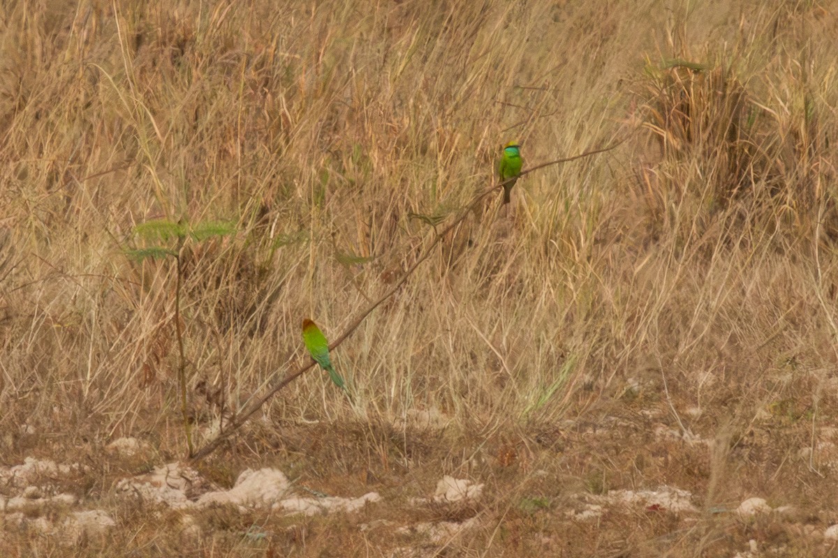 Asian Green Bee-eater - ML616158025