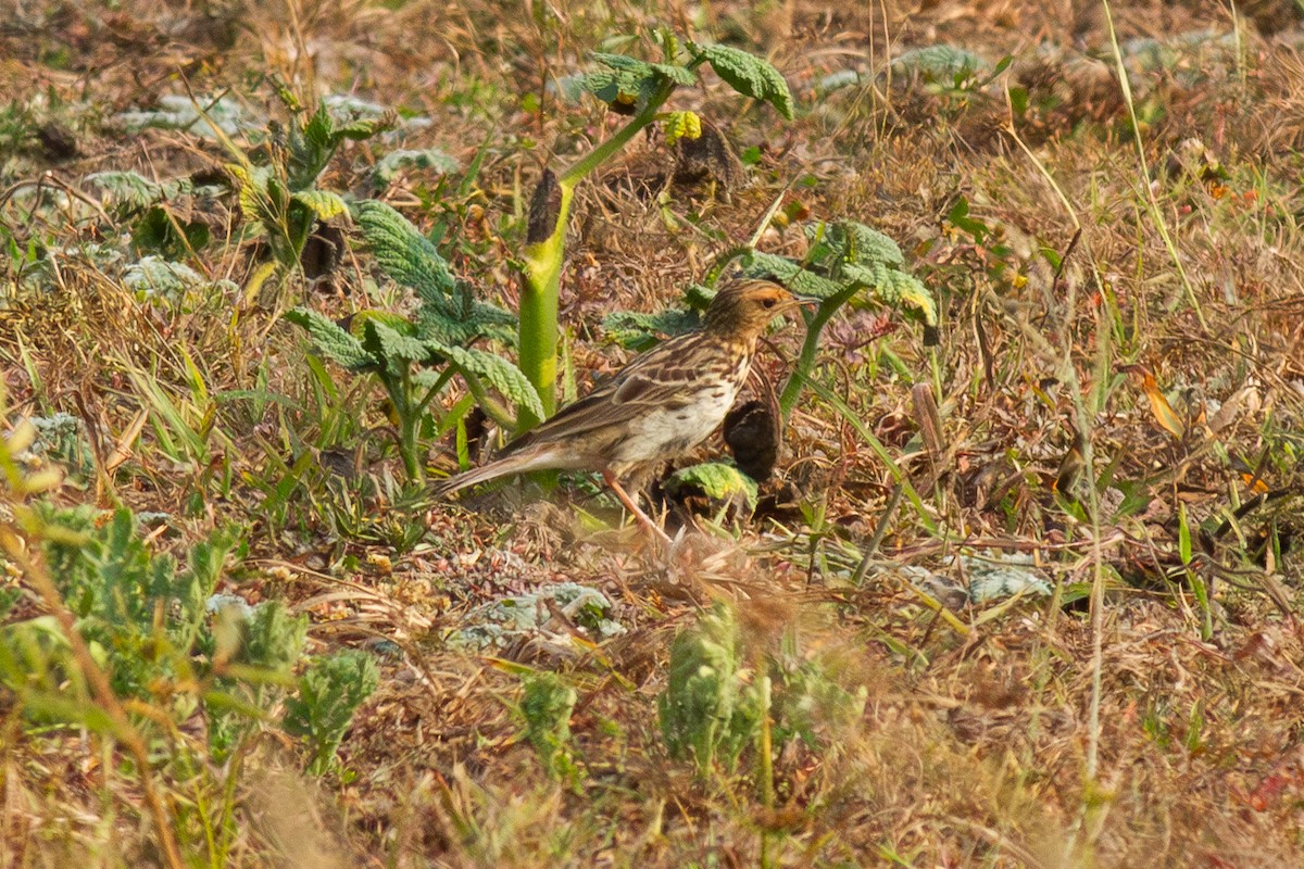 Red-throated Pipit - ML616158134