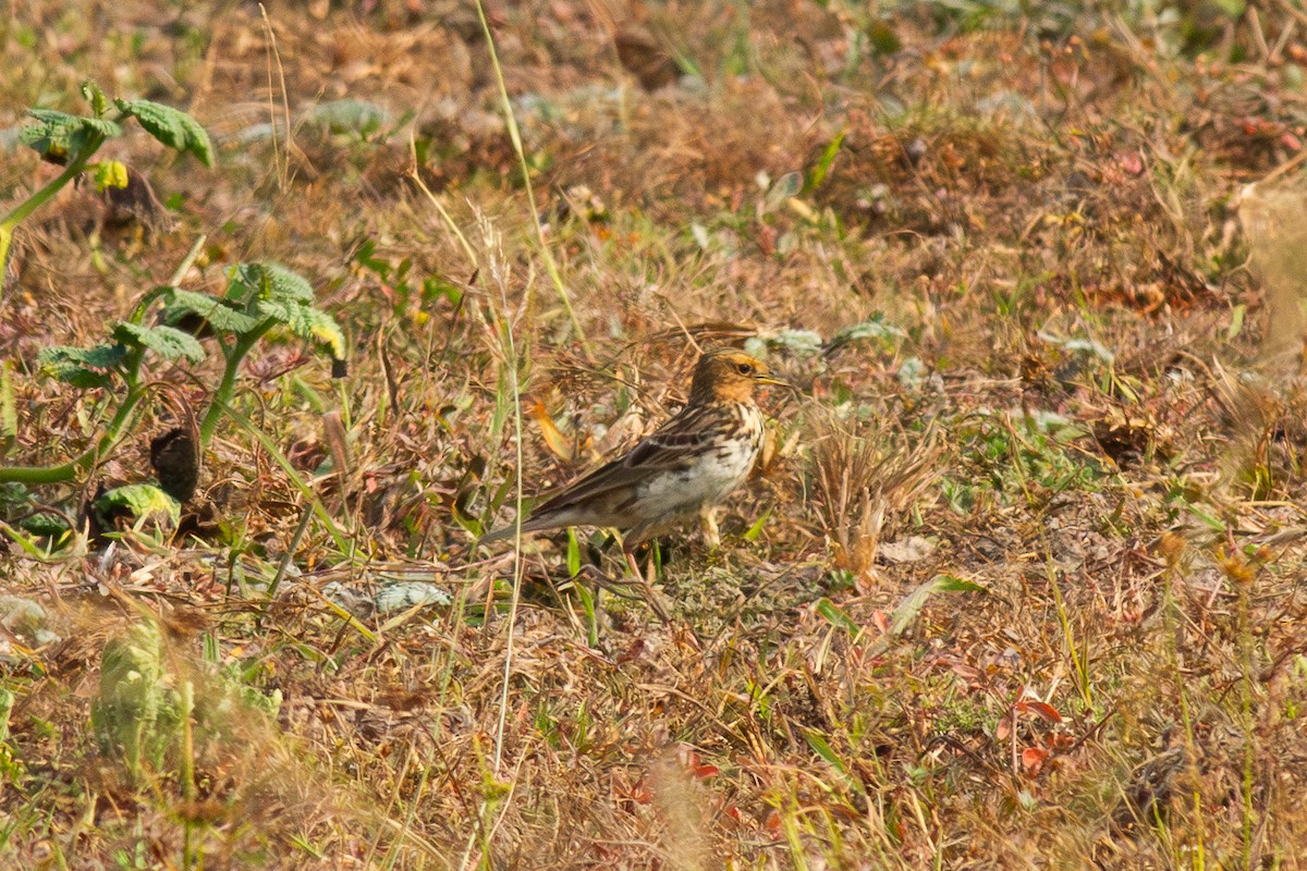 Red-throated Pipit - ML616158135