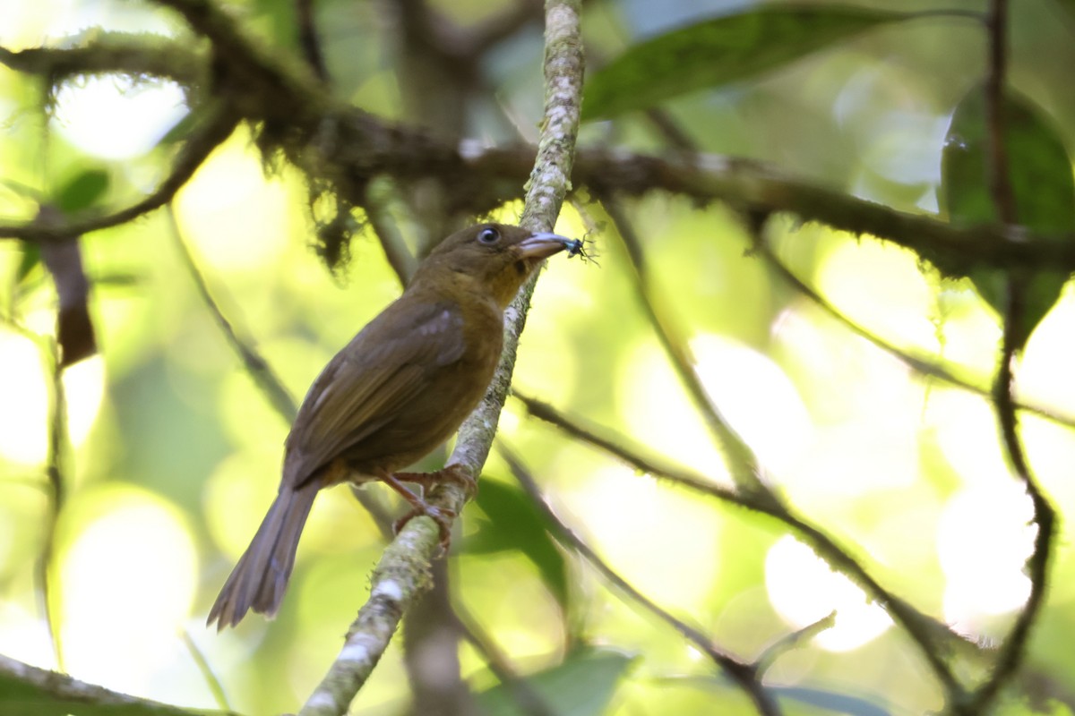Red-crowned Ant-Tanager - ML616158151