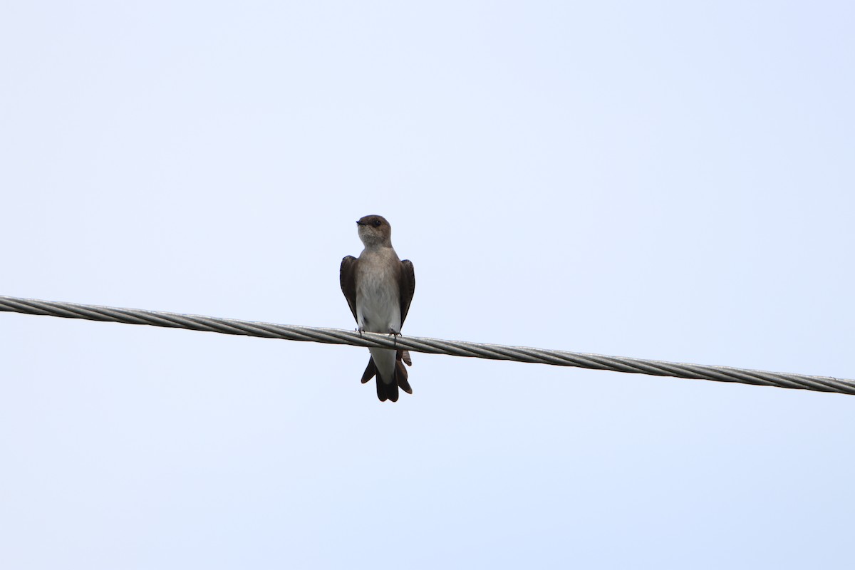Northern Rough-winged Swallow - Yohn Villalta