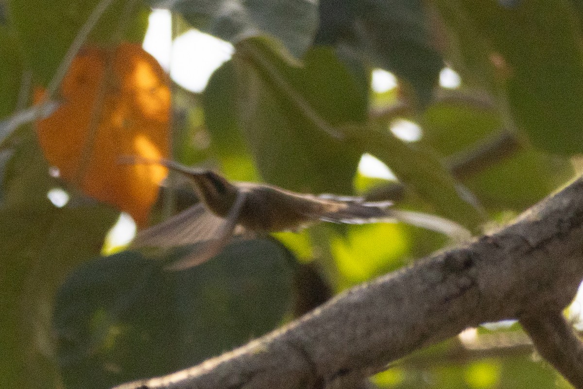 Мексиканский колибри-отшельник - ML616158196