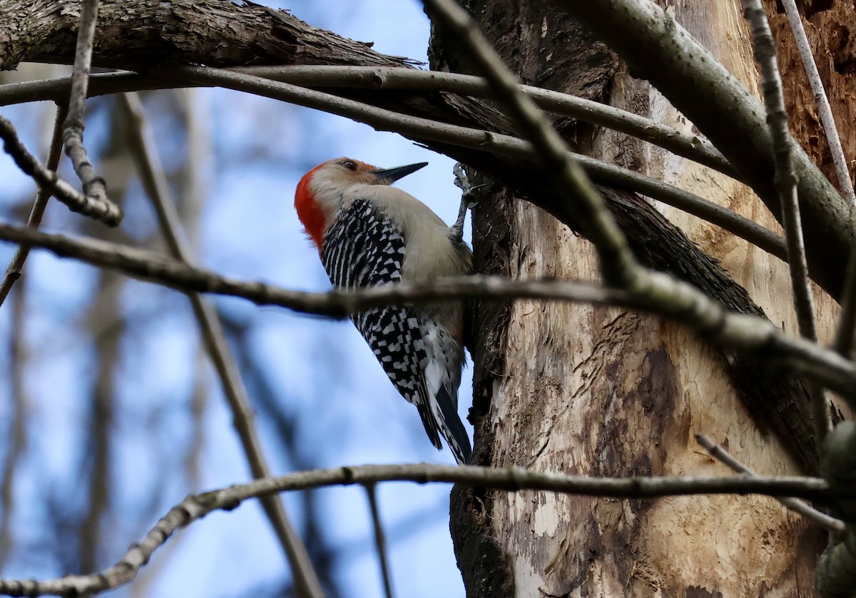 Red-bellied Woodpecker - ML616158233