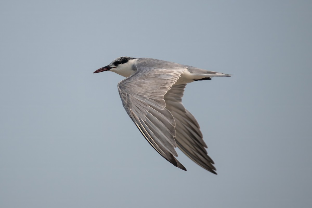 Whiskered Tern - Dominic More O’Ferrall