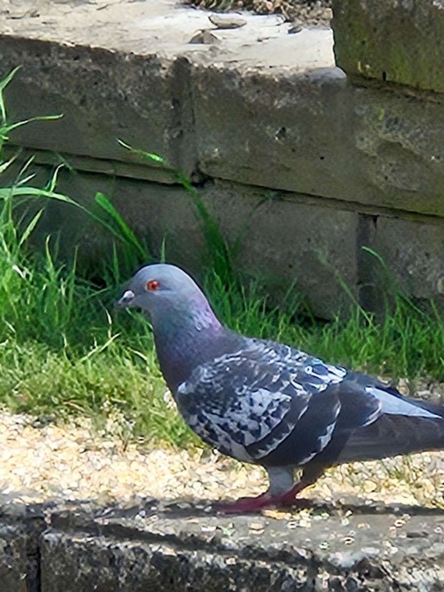 Rock Pigeon (Feral Pigeon) - ML616158290