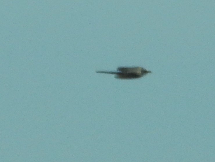 Scissor-tailed Flycatcher - Eric Haskell
