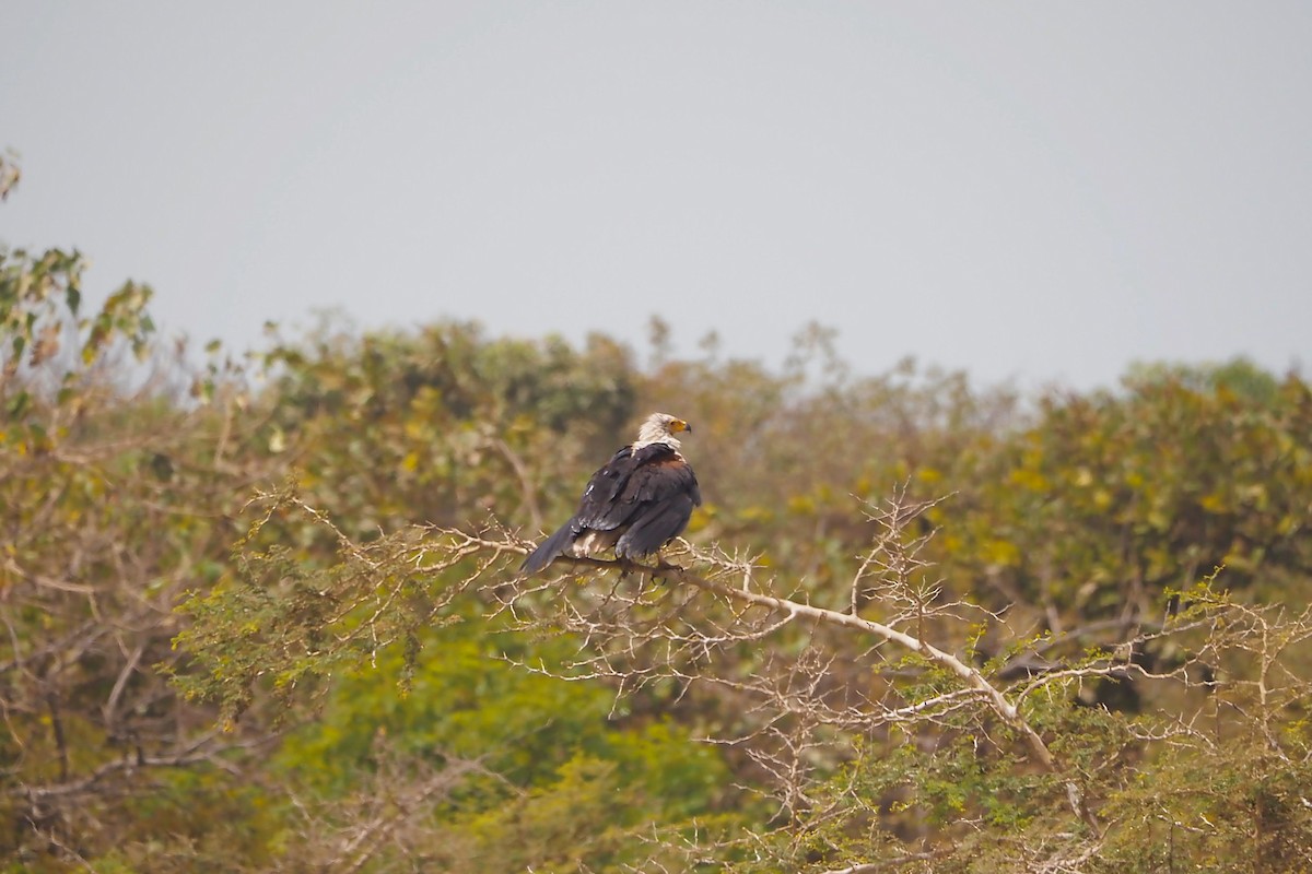 African Fish-Eagle - ML616158448
