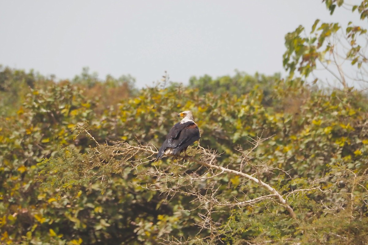 African Fish-Eagle - ML616158451