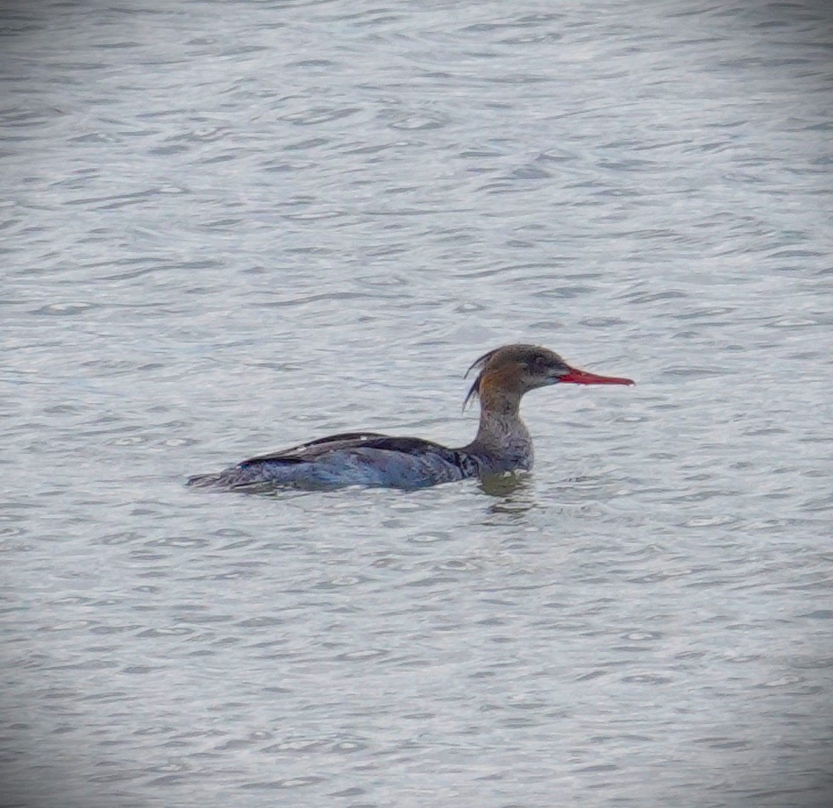 Ebird Checklist Mar Blue Marsh Lake Sra Dry Brooks Day Use Area Species