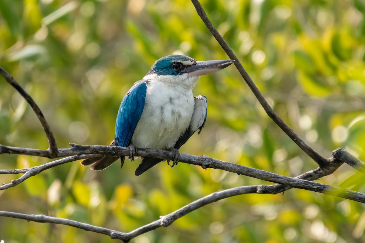 Collared Kingfisher - Dominic More O’Ferrall