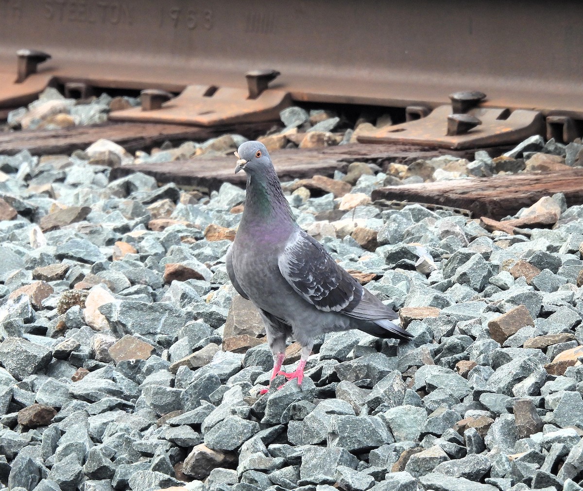 Rock Pigeon (Feral Pigeon) - ML616158615