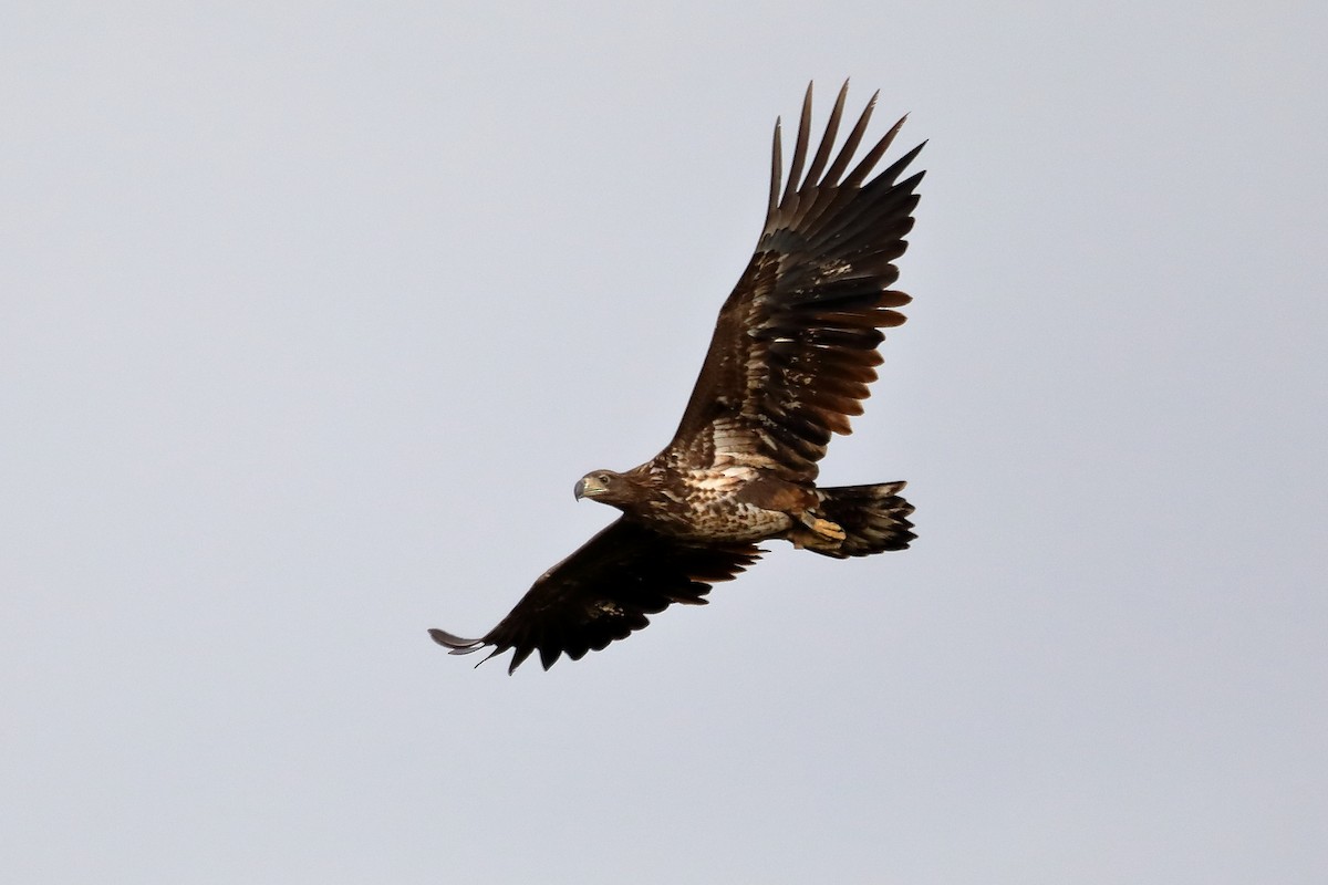 White-tailed Eagle - ML616158675