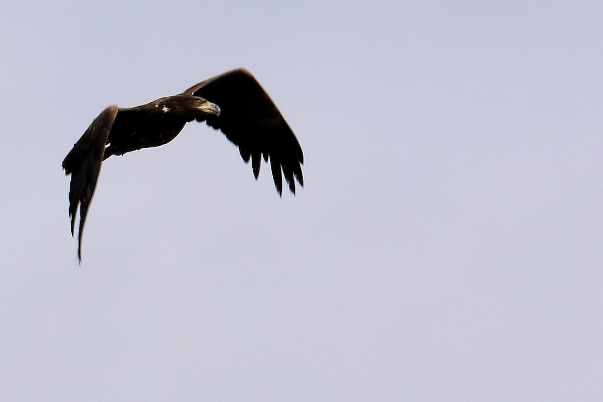 White-tailed Eagle - ML616158698
