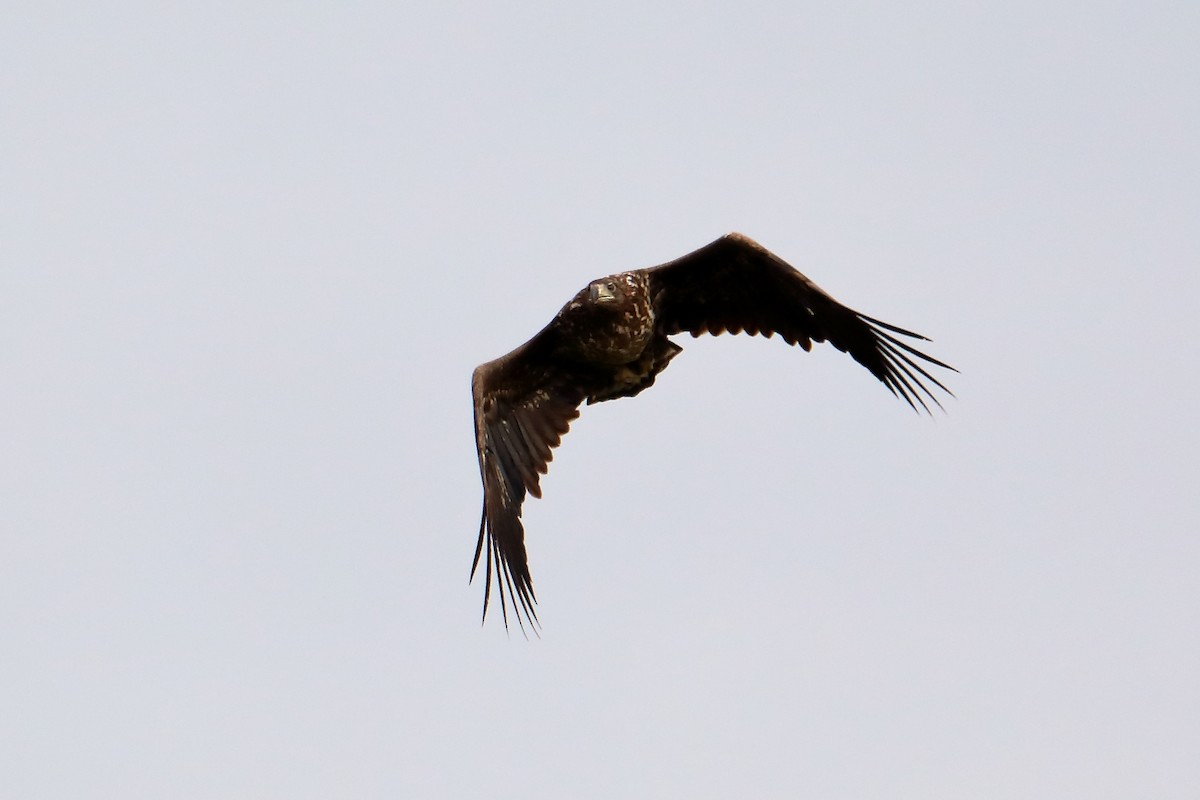 White-tailed Eagle - Corné Pieterse