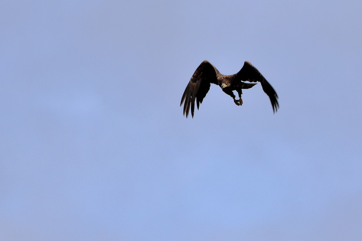 White-tailed Eagle - ML616158701