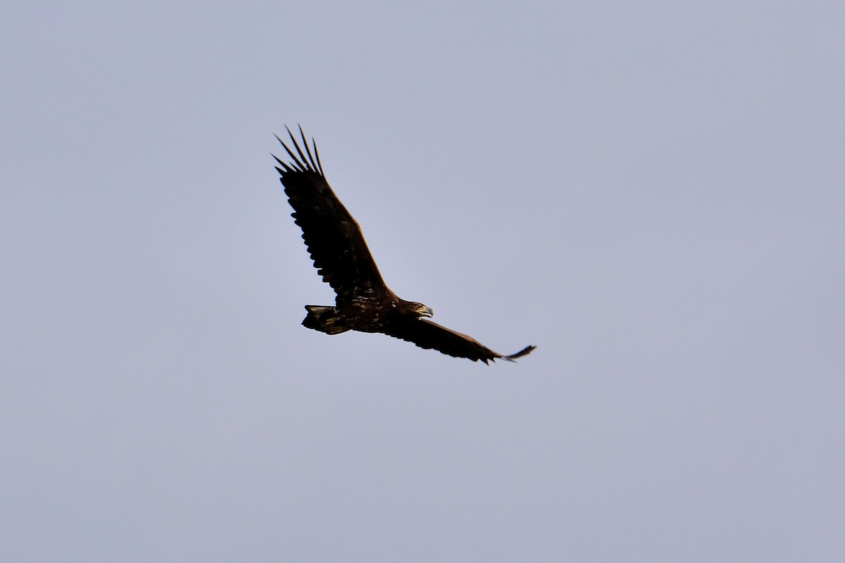 White-tailed Eagle - ML616158702