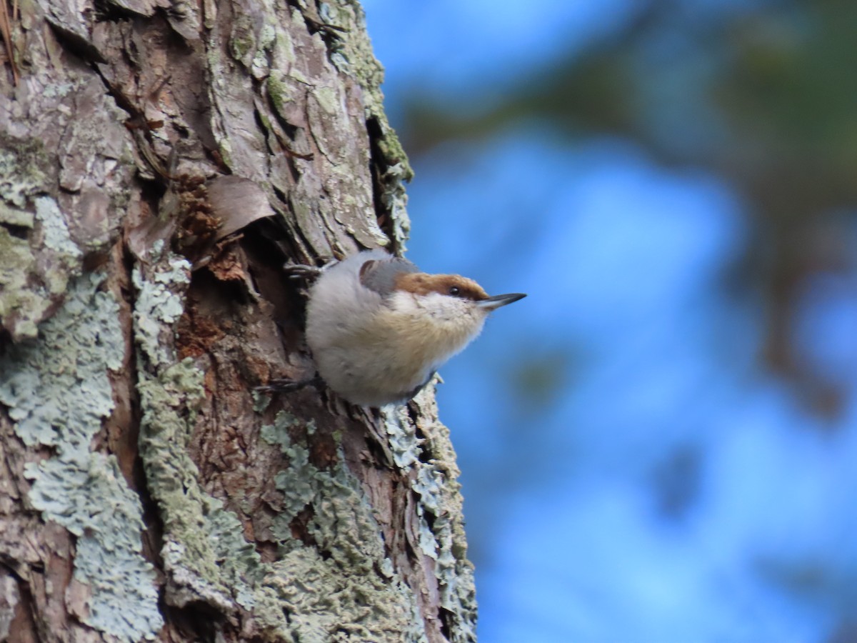 Brown-headed Nuthatch - ML616158711