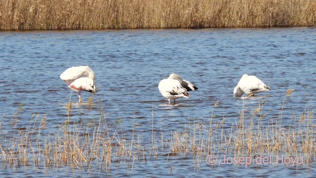 Greater Flamingo - ML616158744