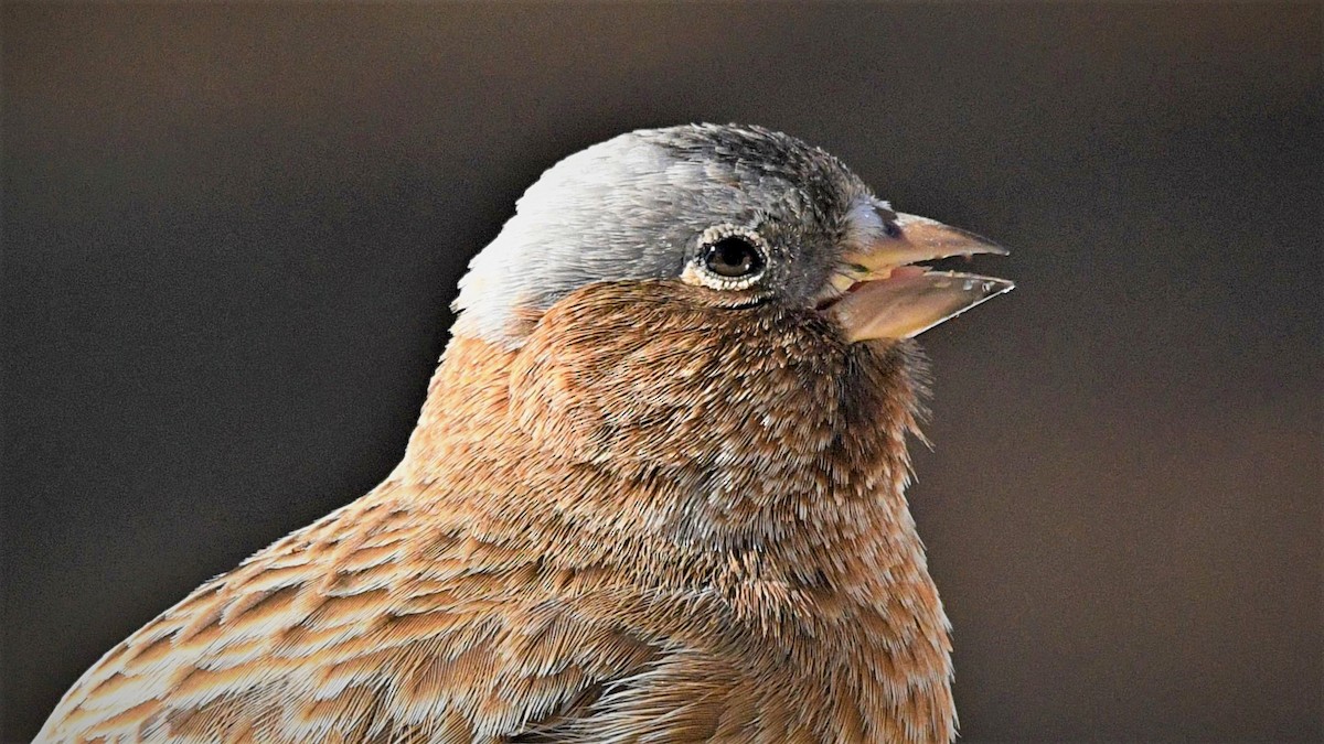 Gray-crowned Rosy-Finch - ML616159044