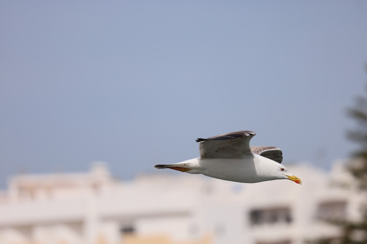 Средиземноморская чайка - ML616159350